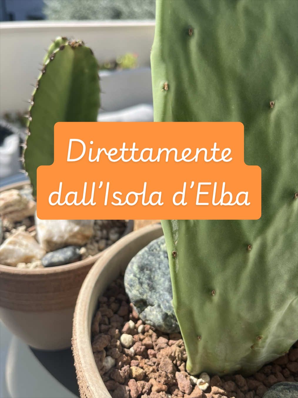 @piccole.spine.felici 🌵