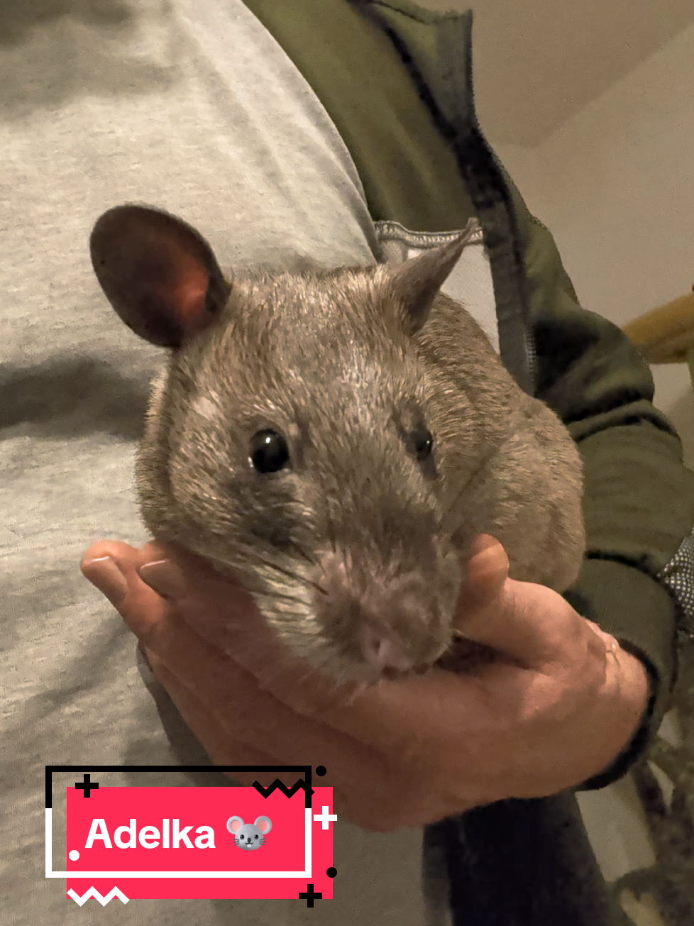@Ratocalypse 🐀🤣🧀💥
