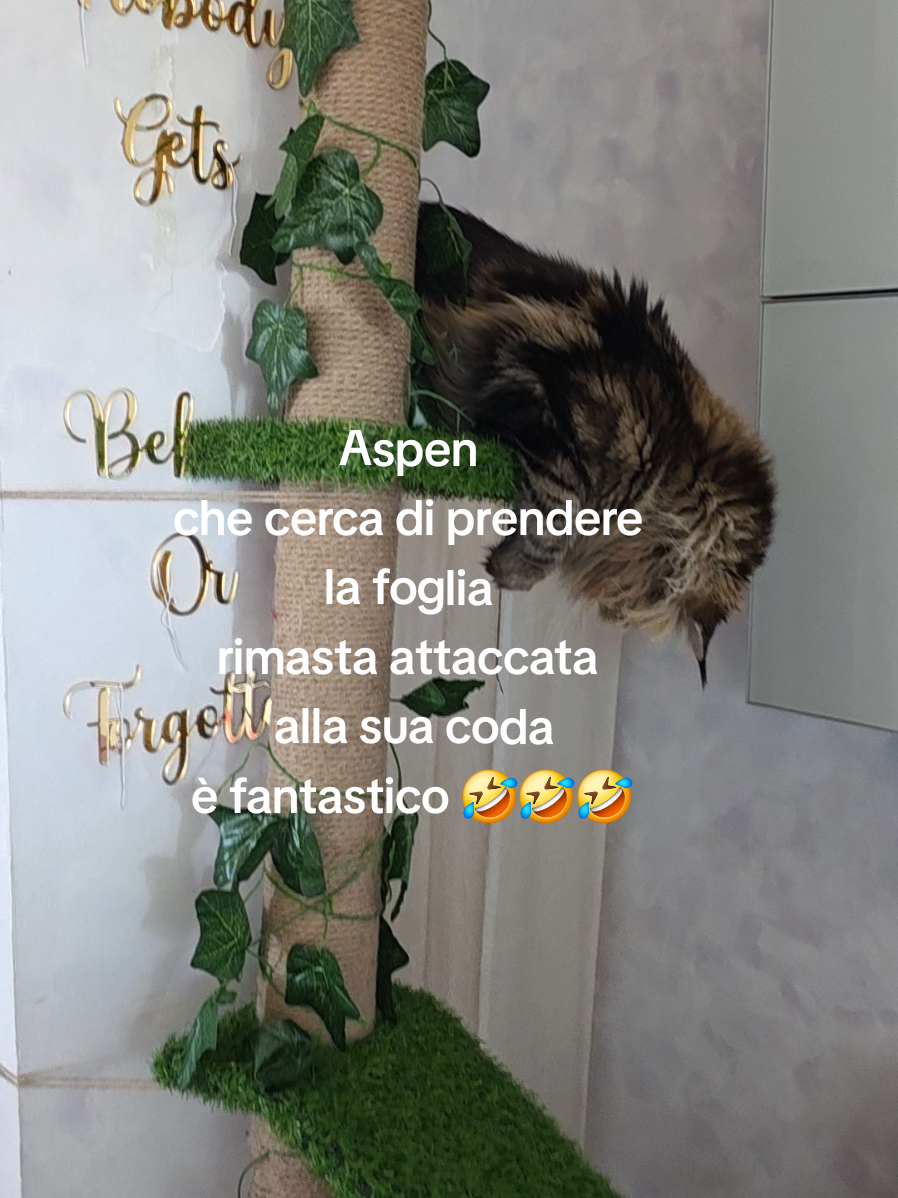 @🐾Aspen🐾