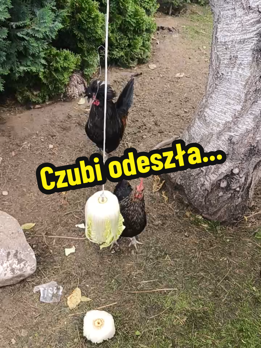 @Marcin ogrodnik