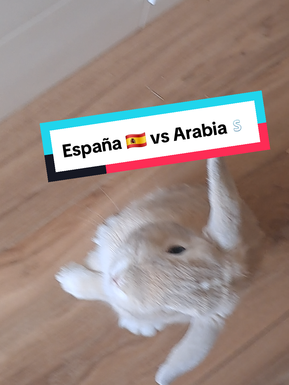 @Patatilla Rabbit 🐰🌱🥕