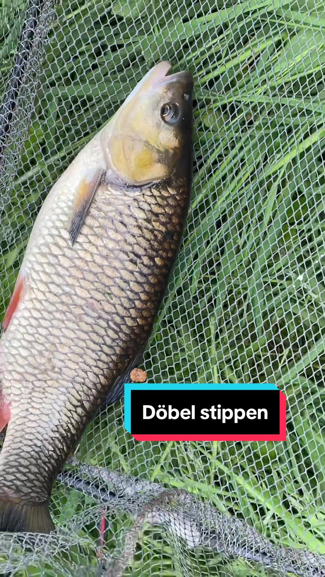@NØMIS Fishing