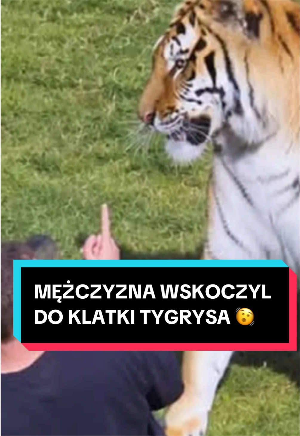@pandawojtekyt