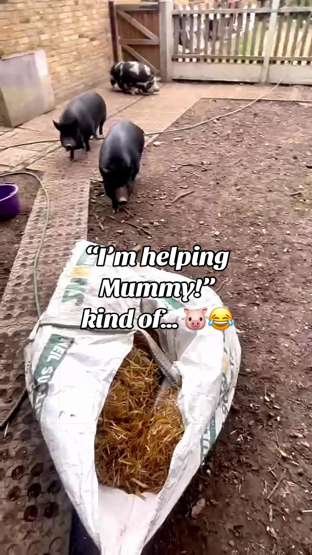 @AhimsaAnimalSanctuaryUK