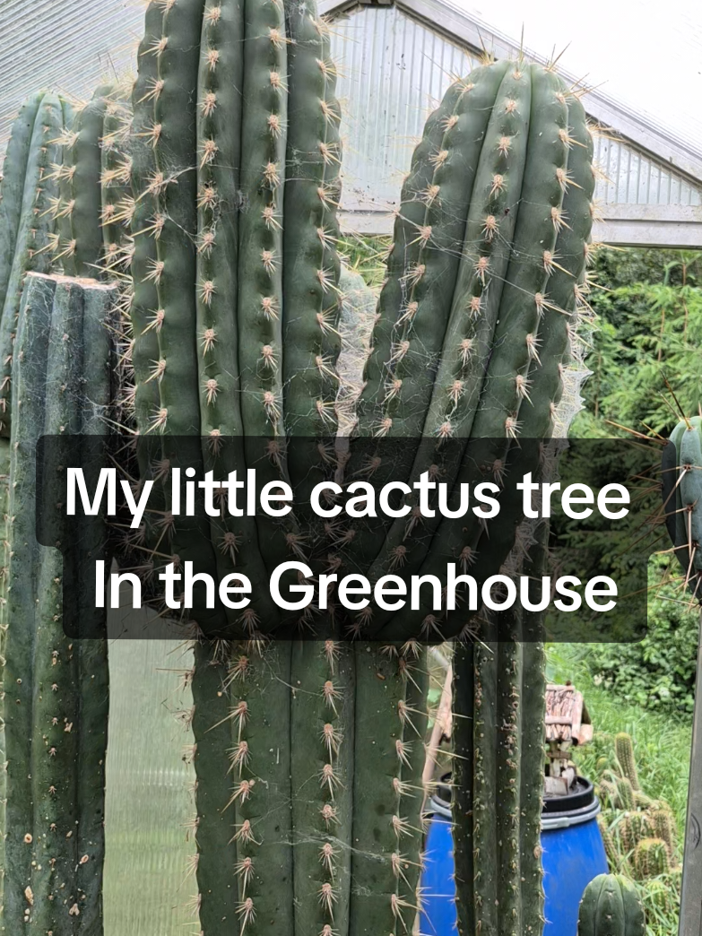 @Cactusjerk