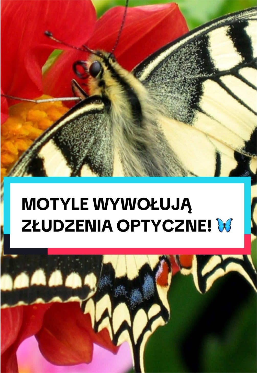 @pandawojtekyt
