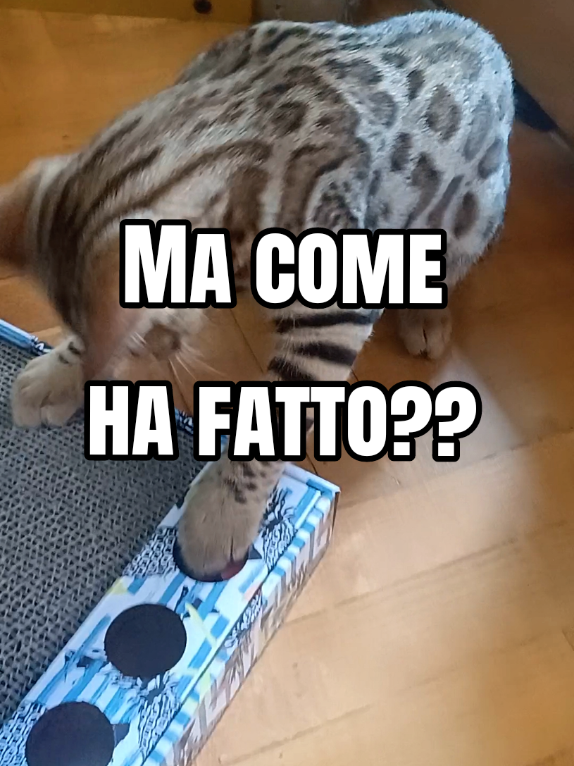 @Rio.supercat