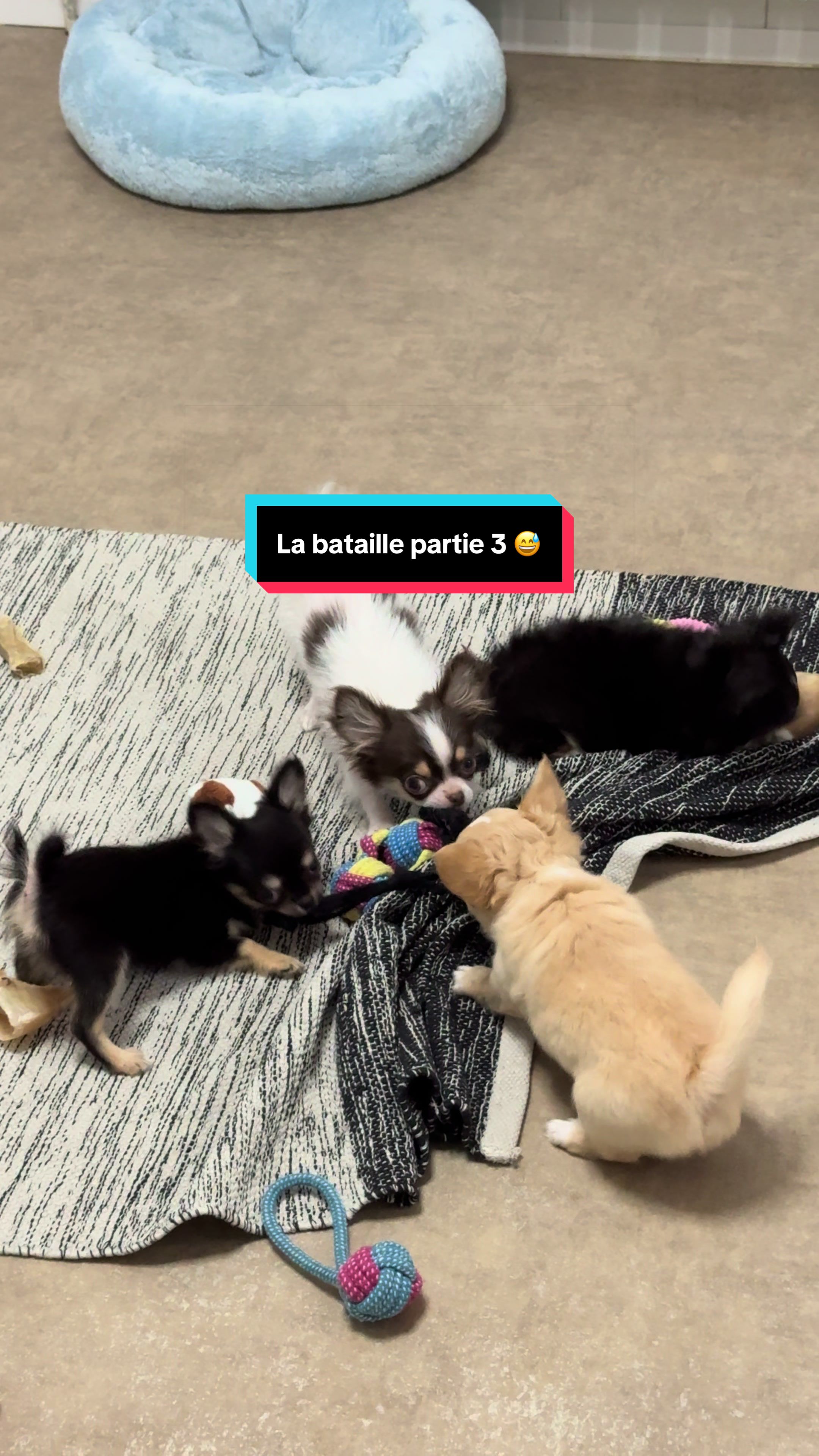 @óla_chihuahua