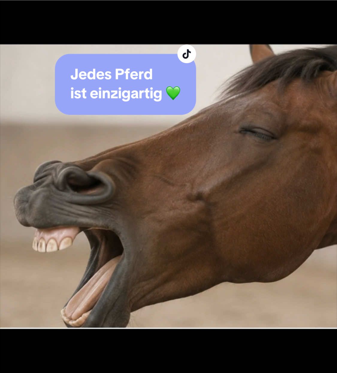 @Pferdephysiotherapie InTakt