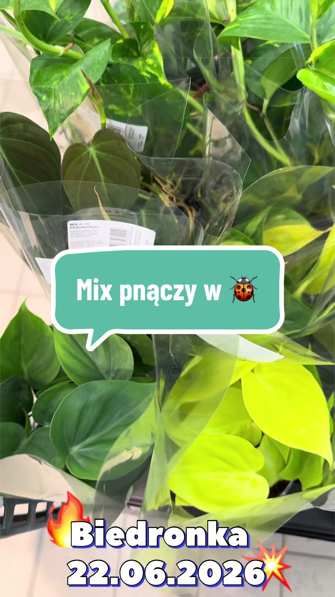 @maciej.plants