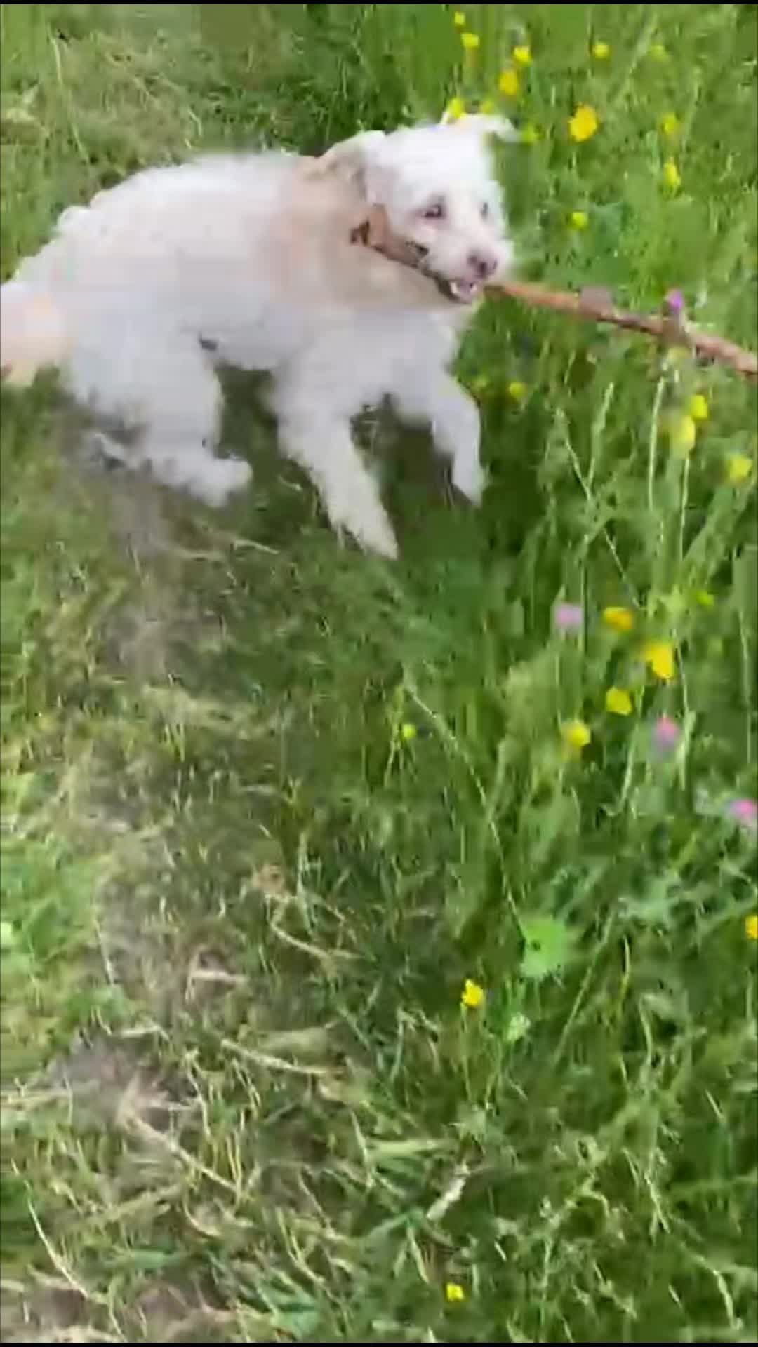 @PixiePup