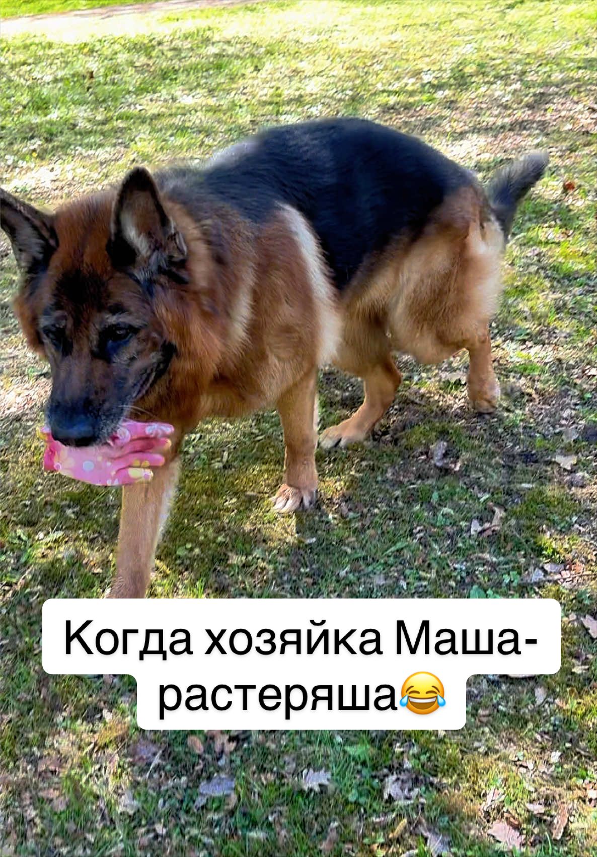 @❤️🐶Elena & Hundewelt🐶❤️