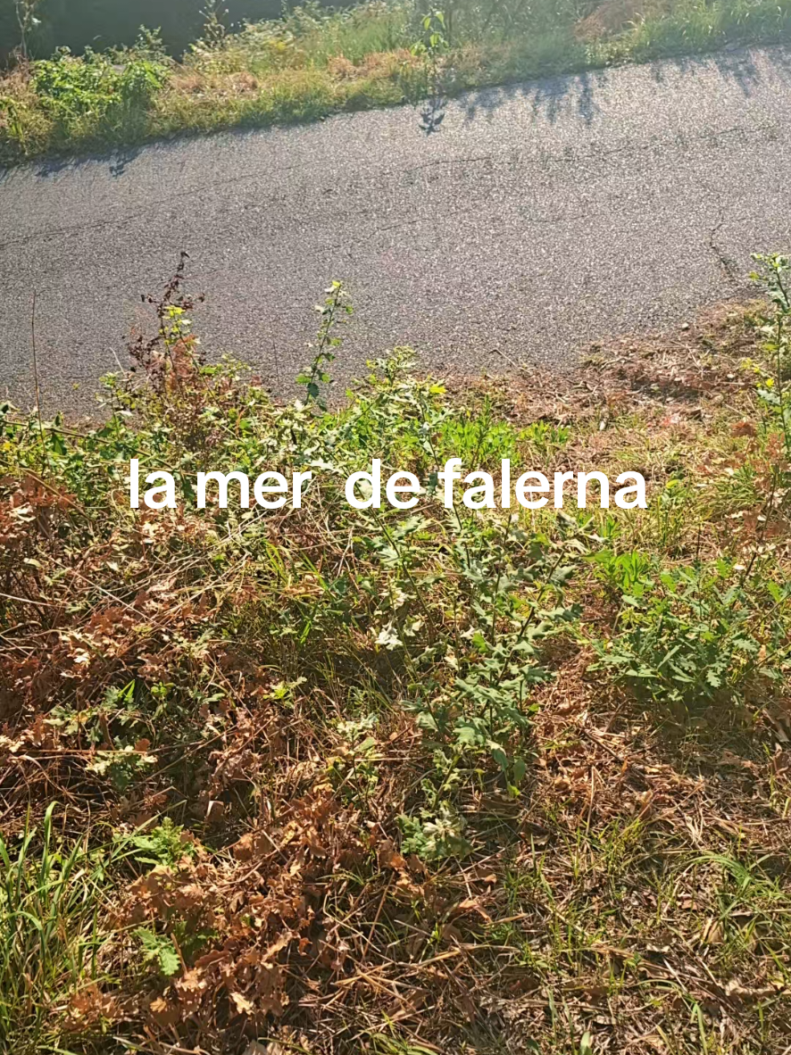 @falerna