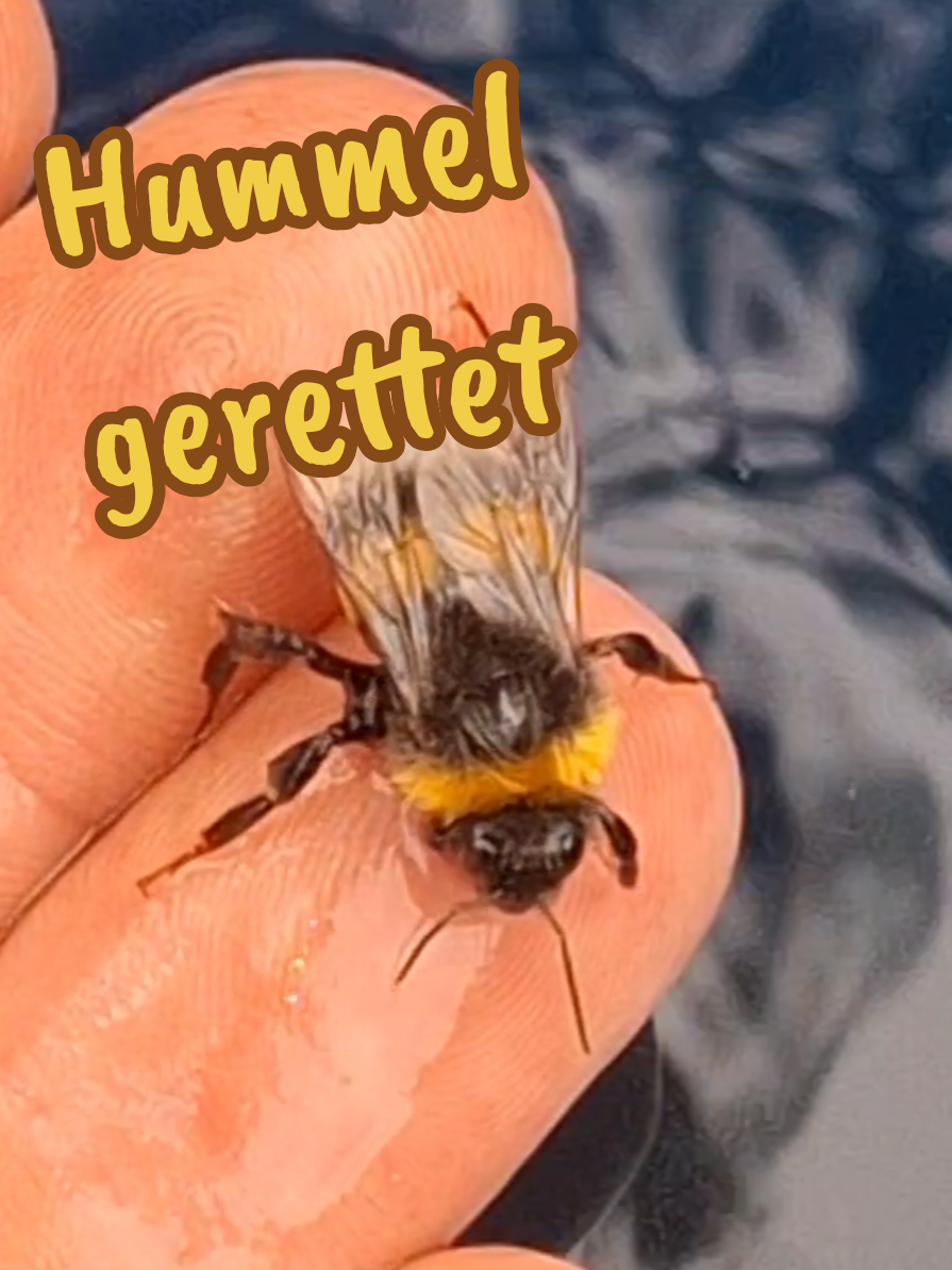 @holgermandl