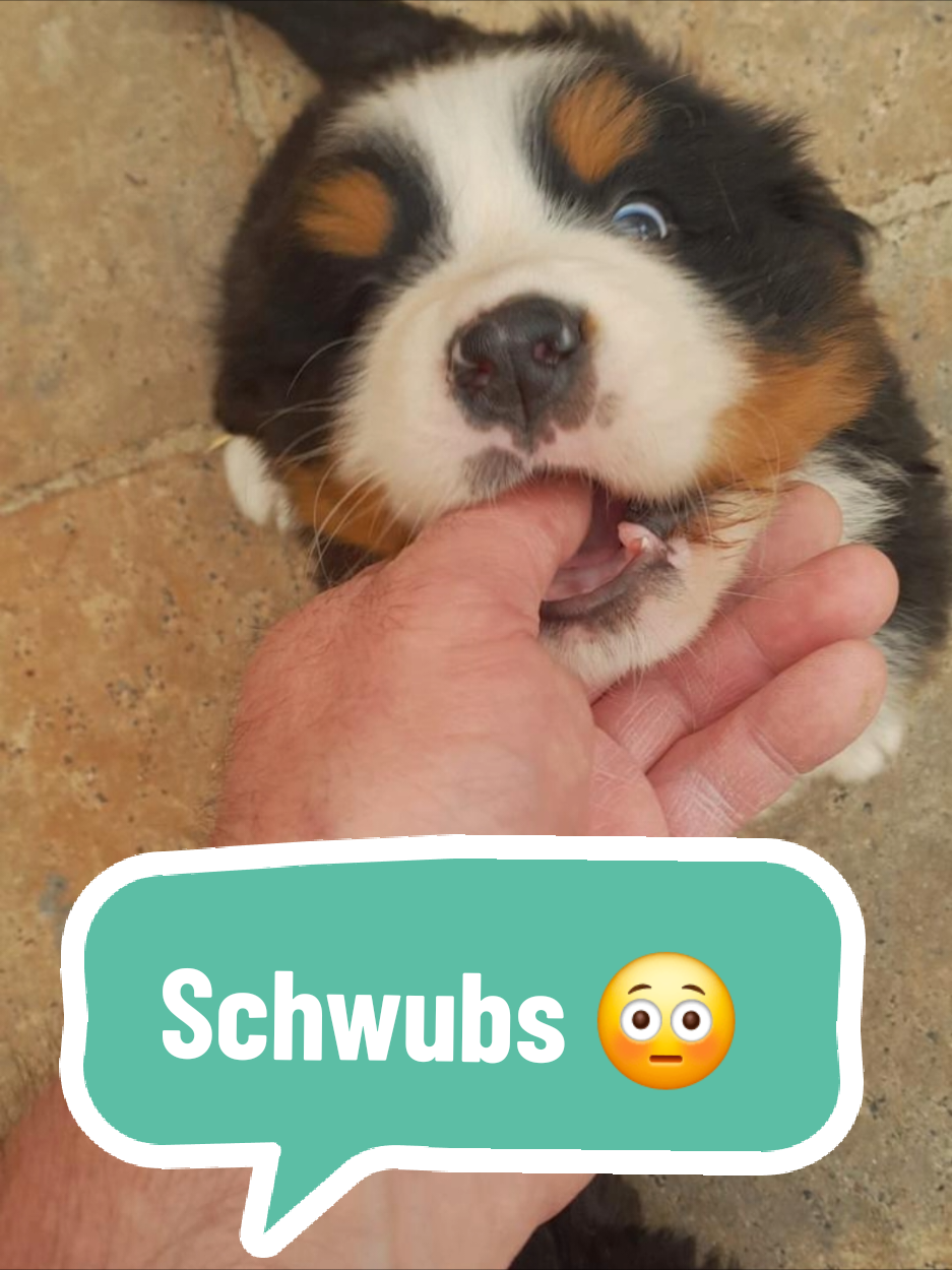 @BeagleTrifftBerner