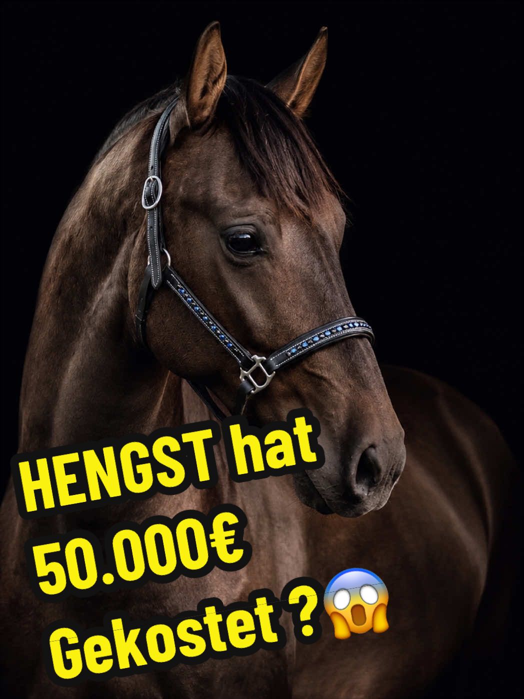 @Deckhengst_EstudiosoDeViñuela