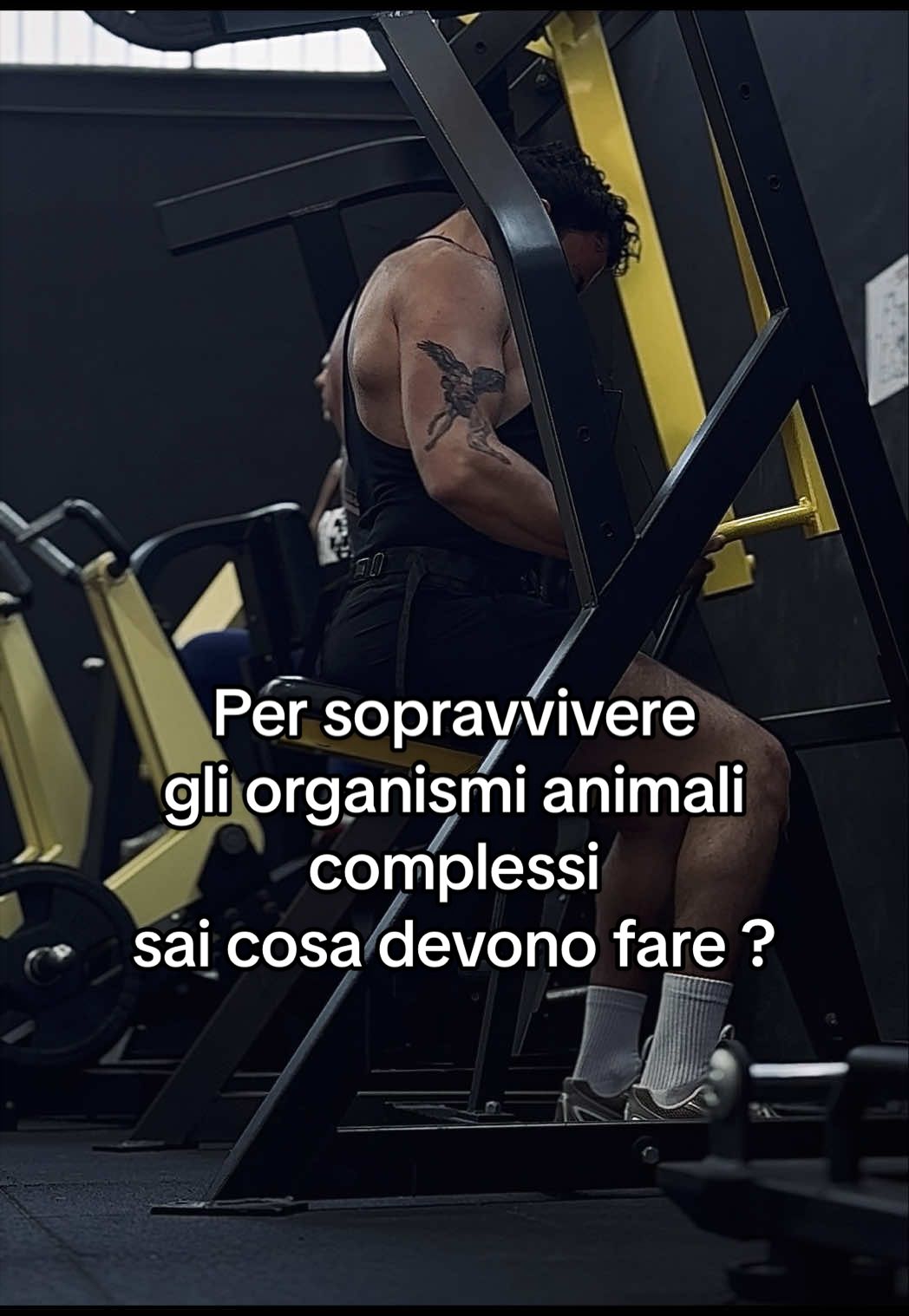@Gianluca | PT & Online coach