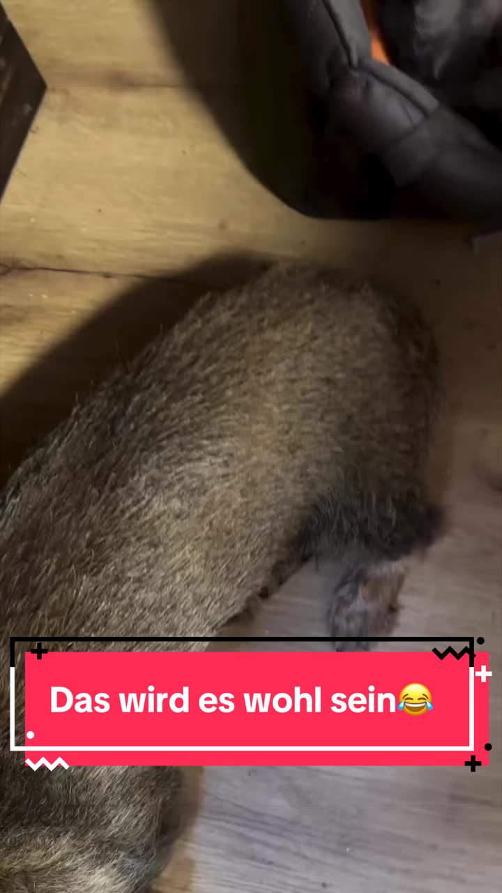 @_dackelbande_
