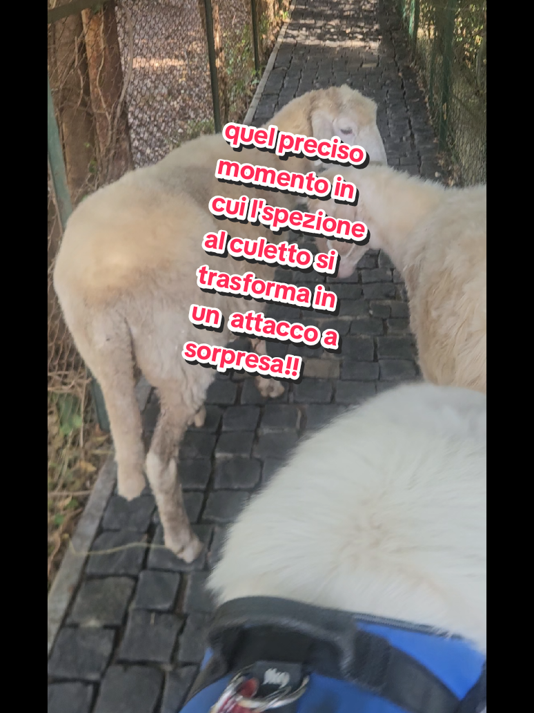@❤chicca.260❤