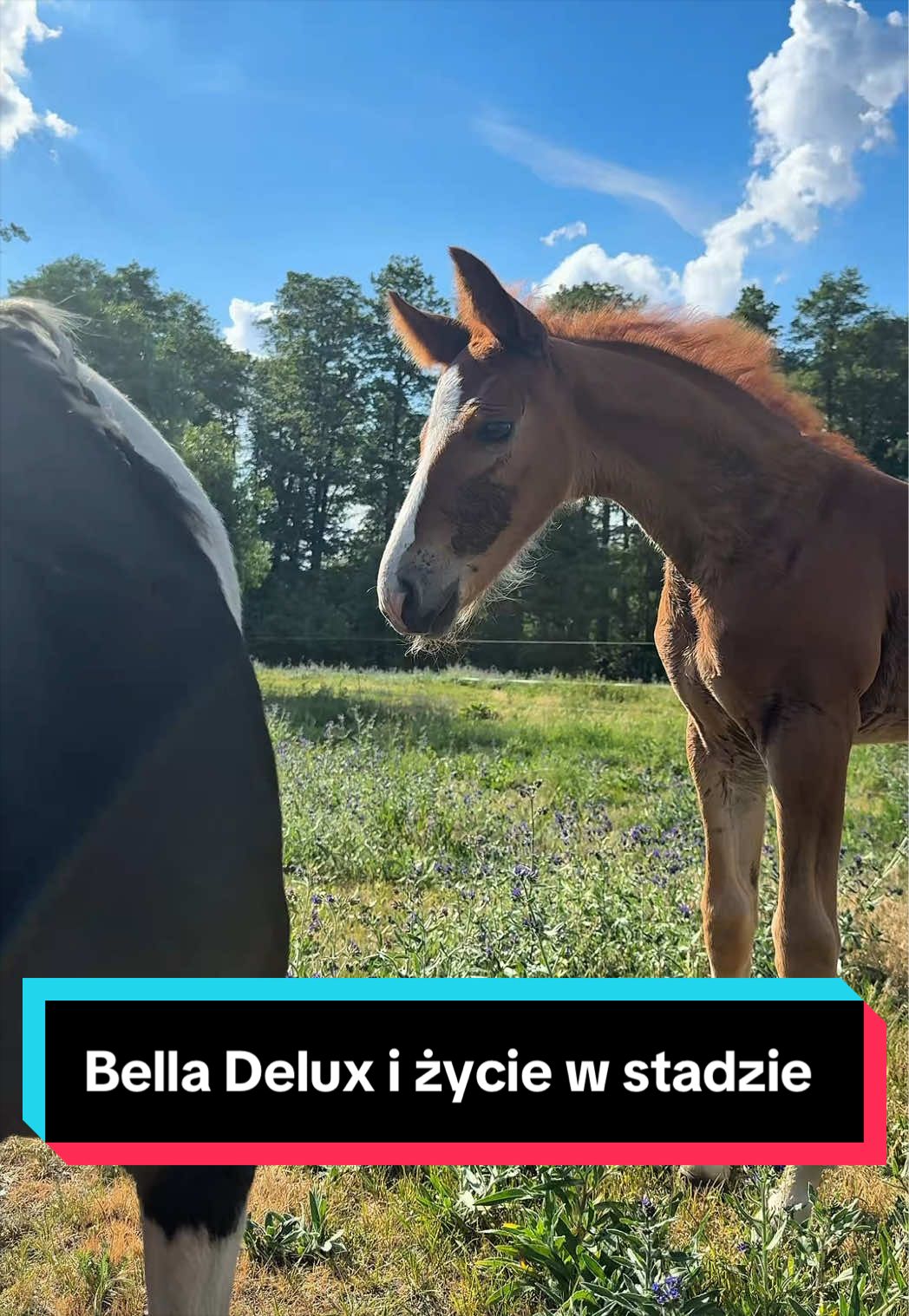 @Stado_Belli