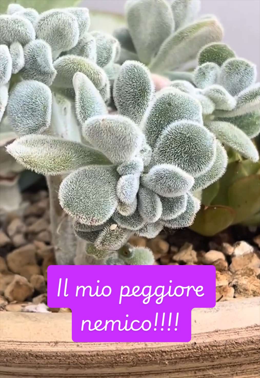 @piccole.spine.felici 🌵