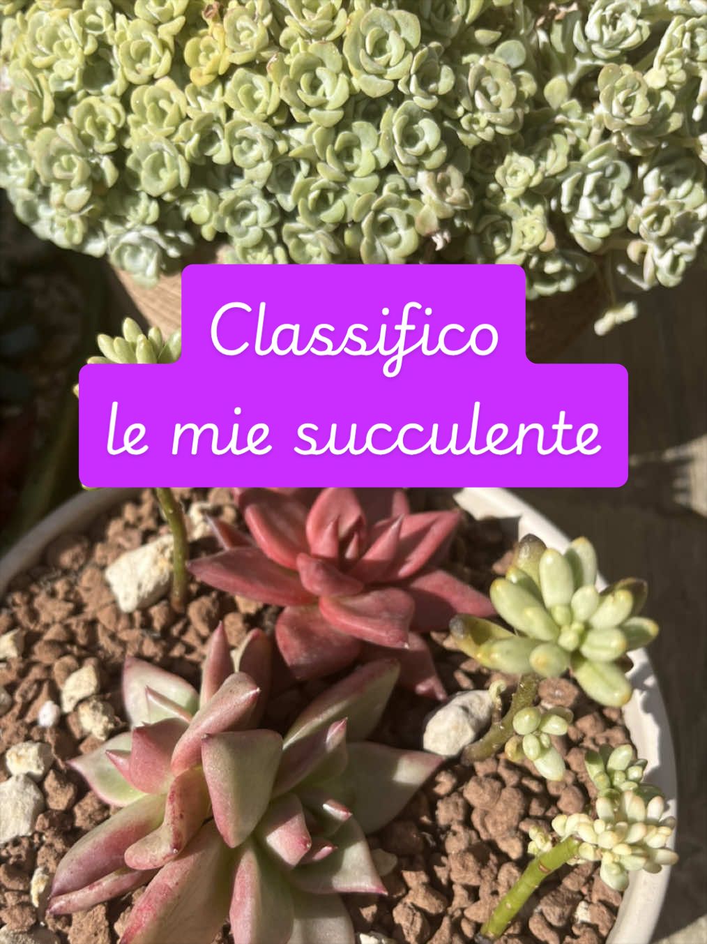 @piccole.spine.felici 🌵