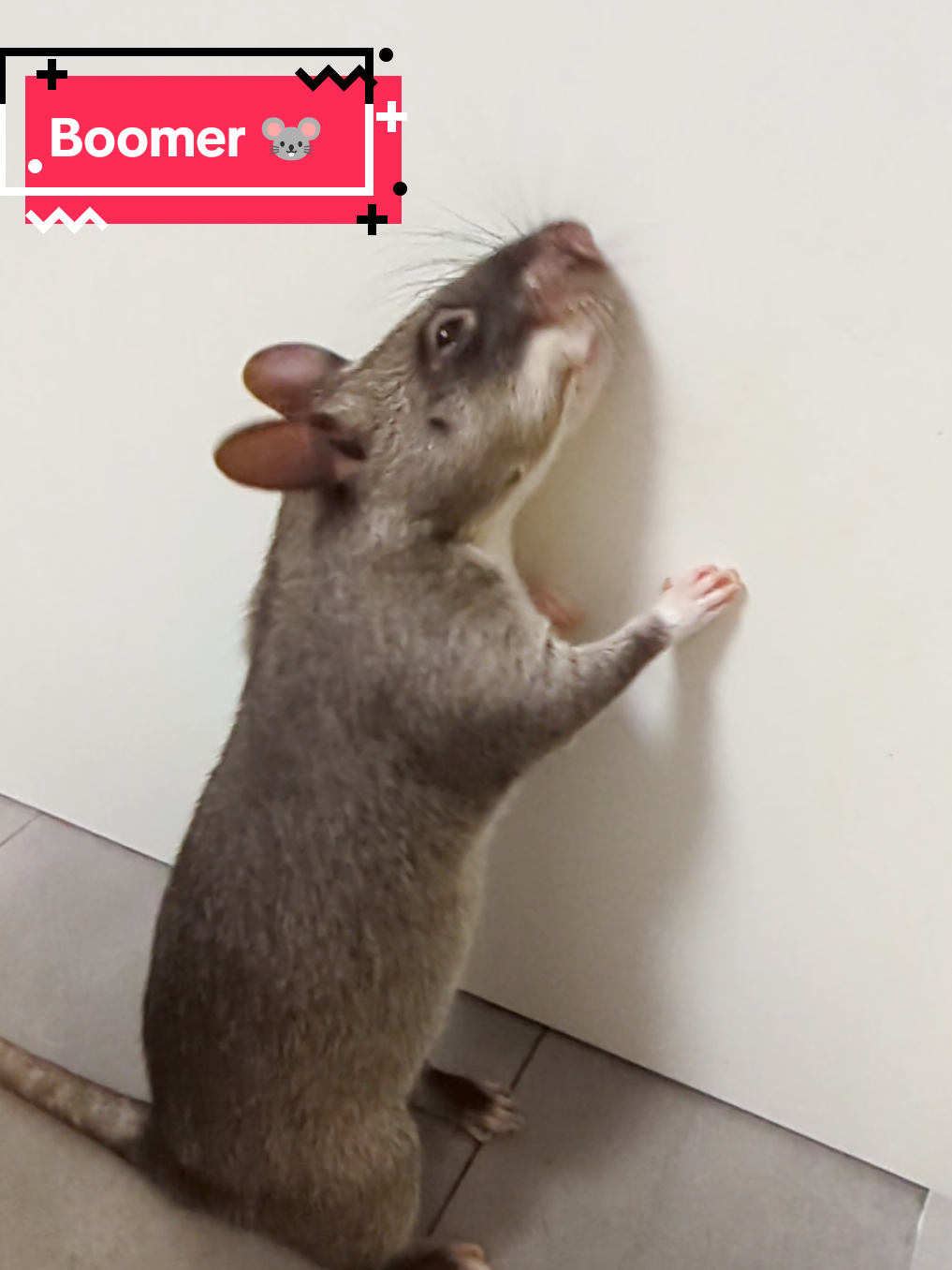 @Ratocalypse 🐀🤣🧀💥