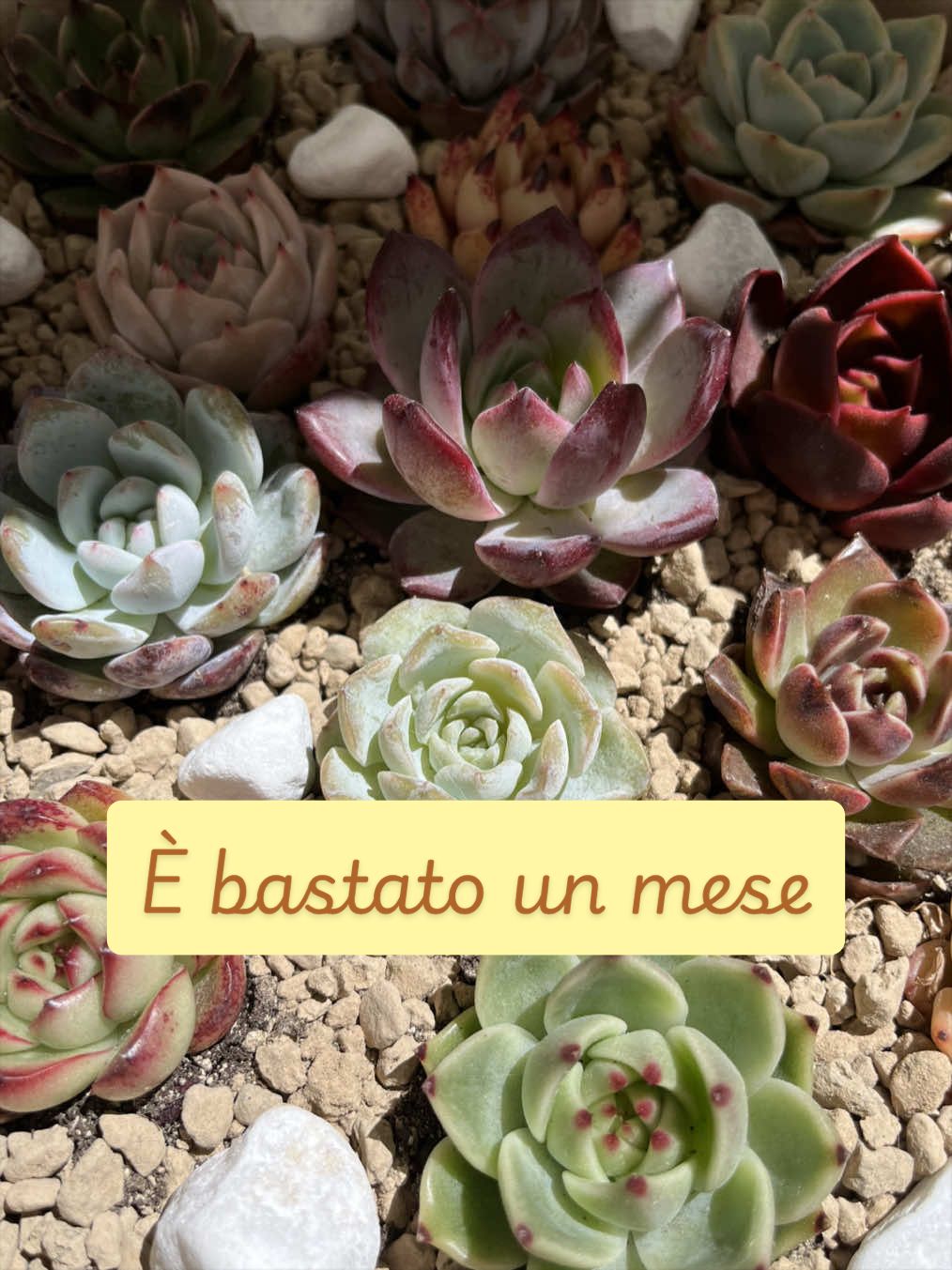 @piccole.spine.felici