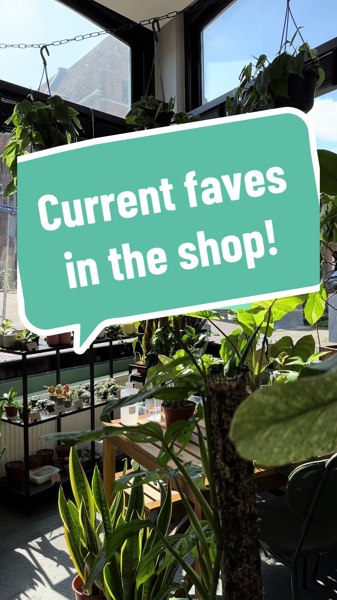 @BMBOplants