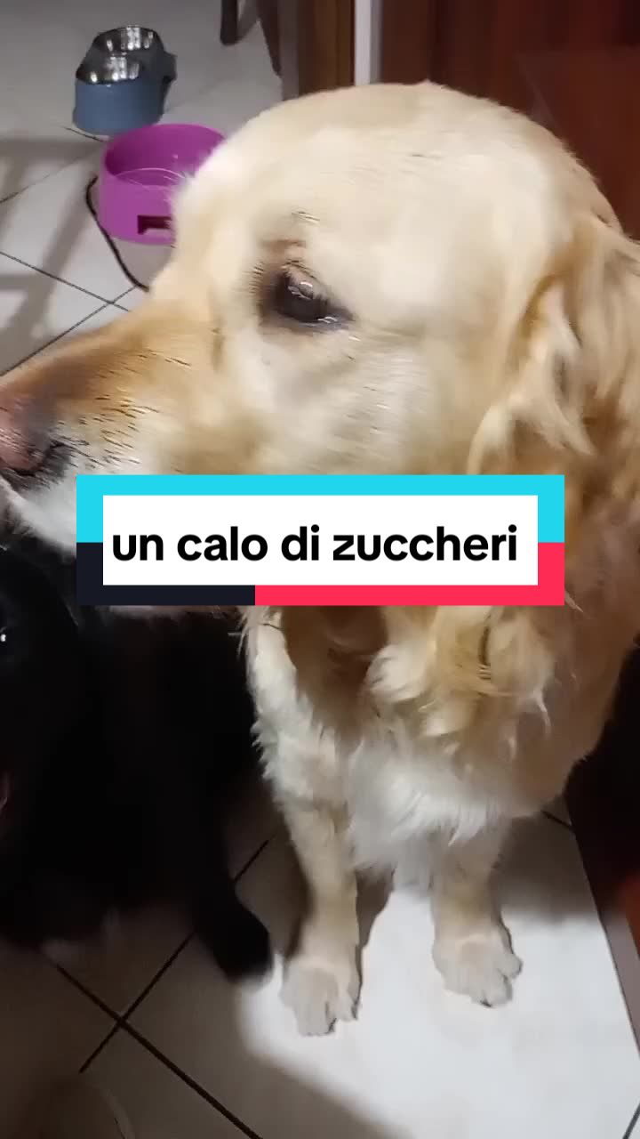 @Whisky&Jenny Golden retriever