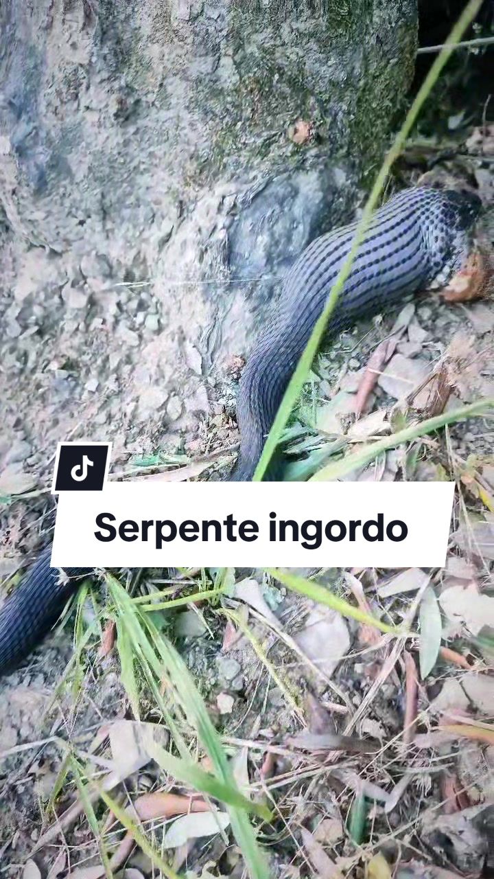 @ShiDeRob
