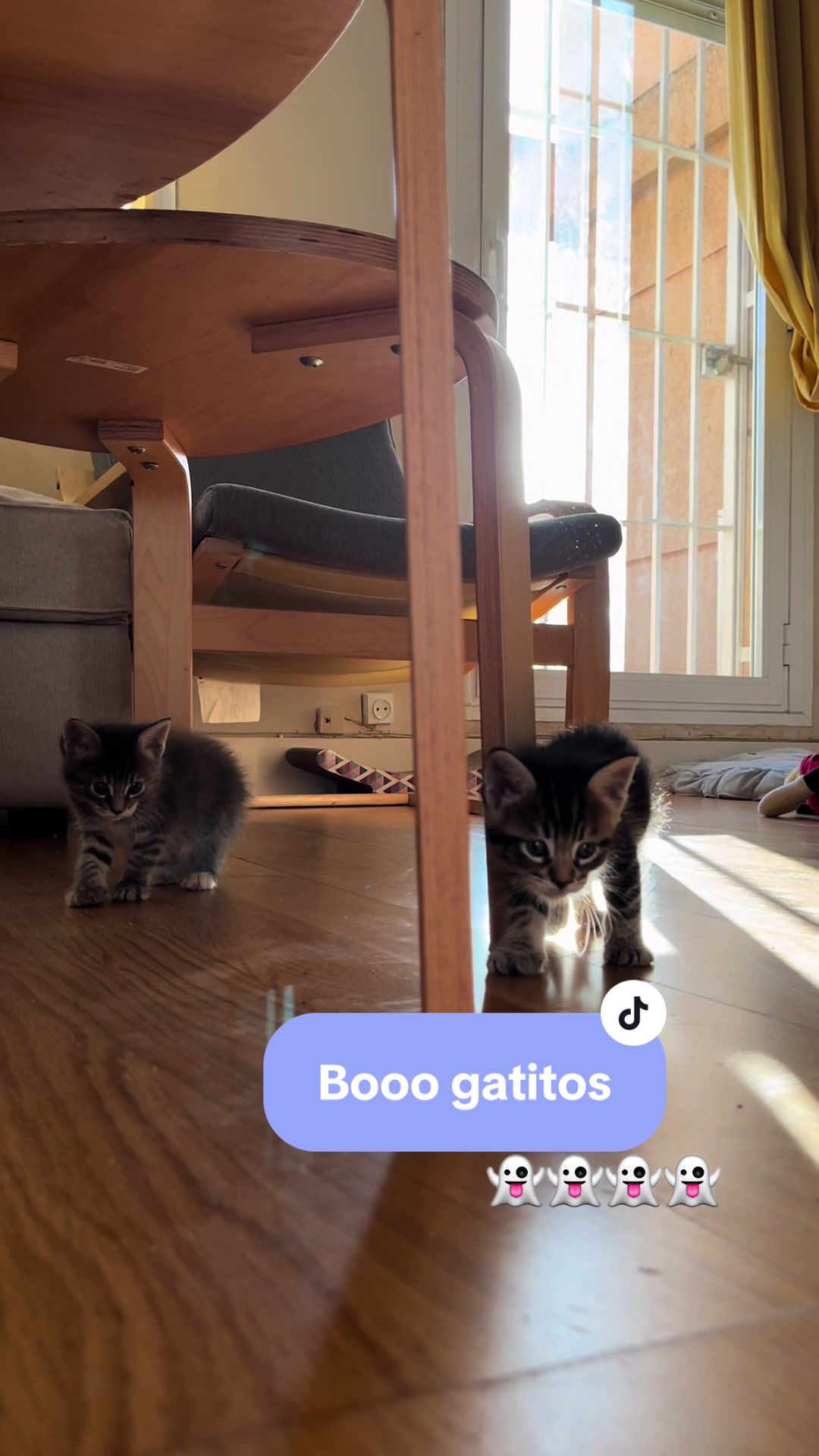 @Cloe-Leo 🤍🧡cats