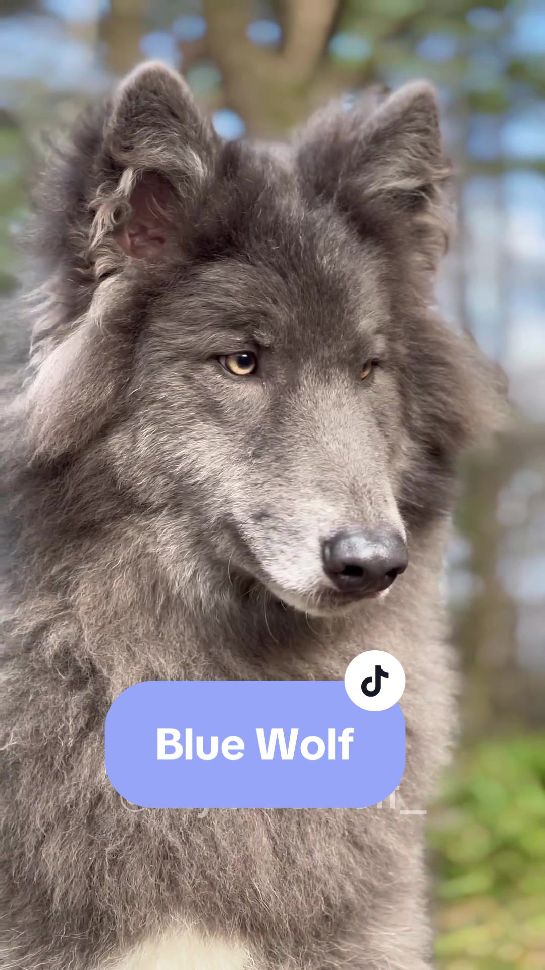 @My Blue Wolf