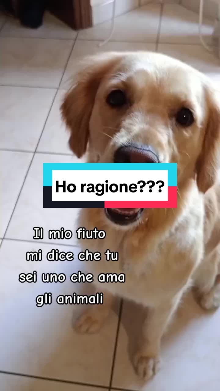 @Whisky&Jenny Golden retriever