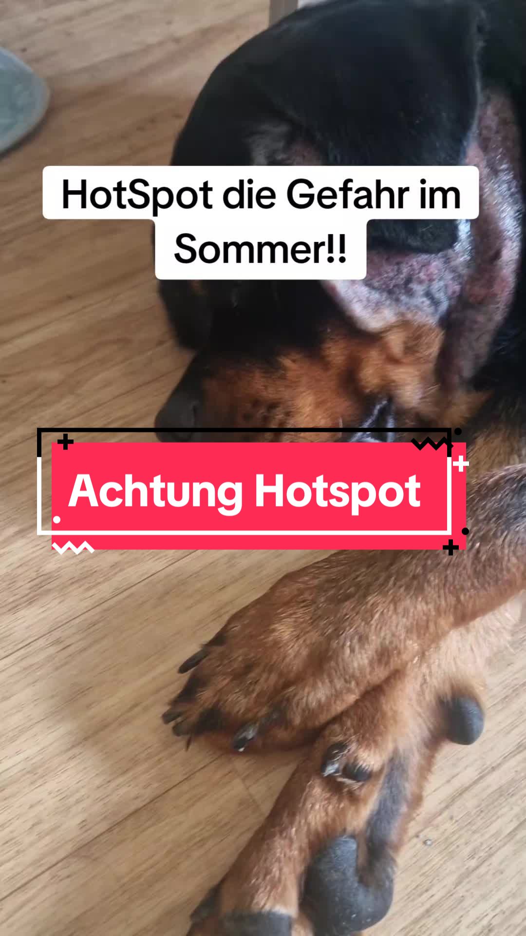@Loki der Rottweiler