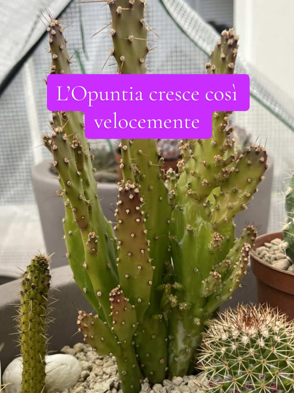 @piccole.spine.felici