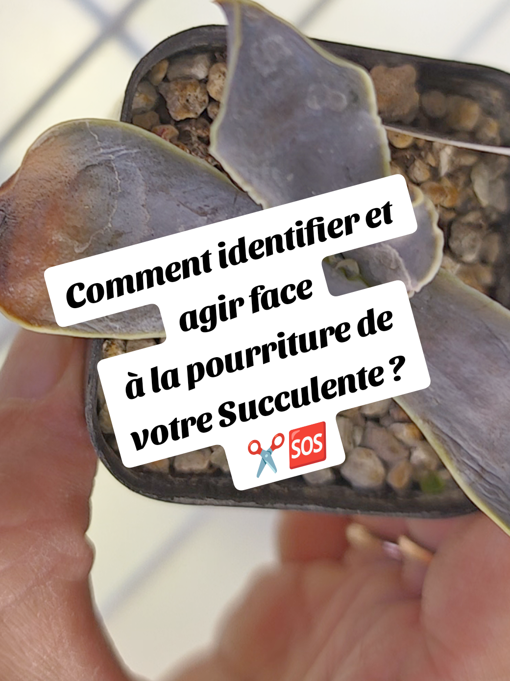 @il était Une Succulente