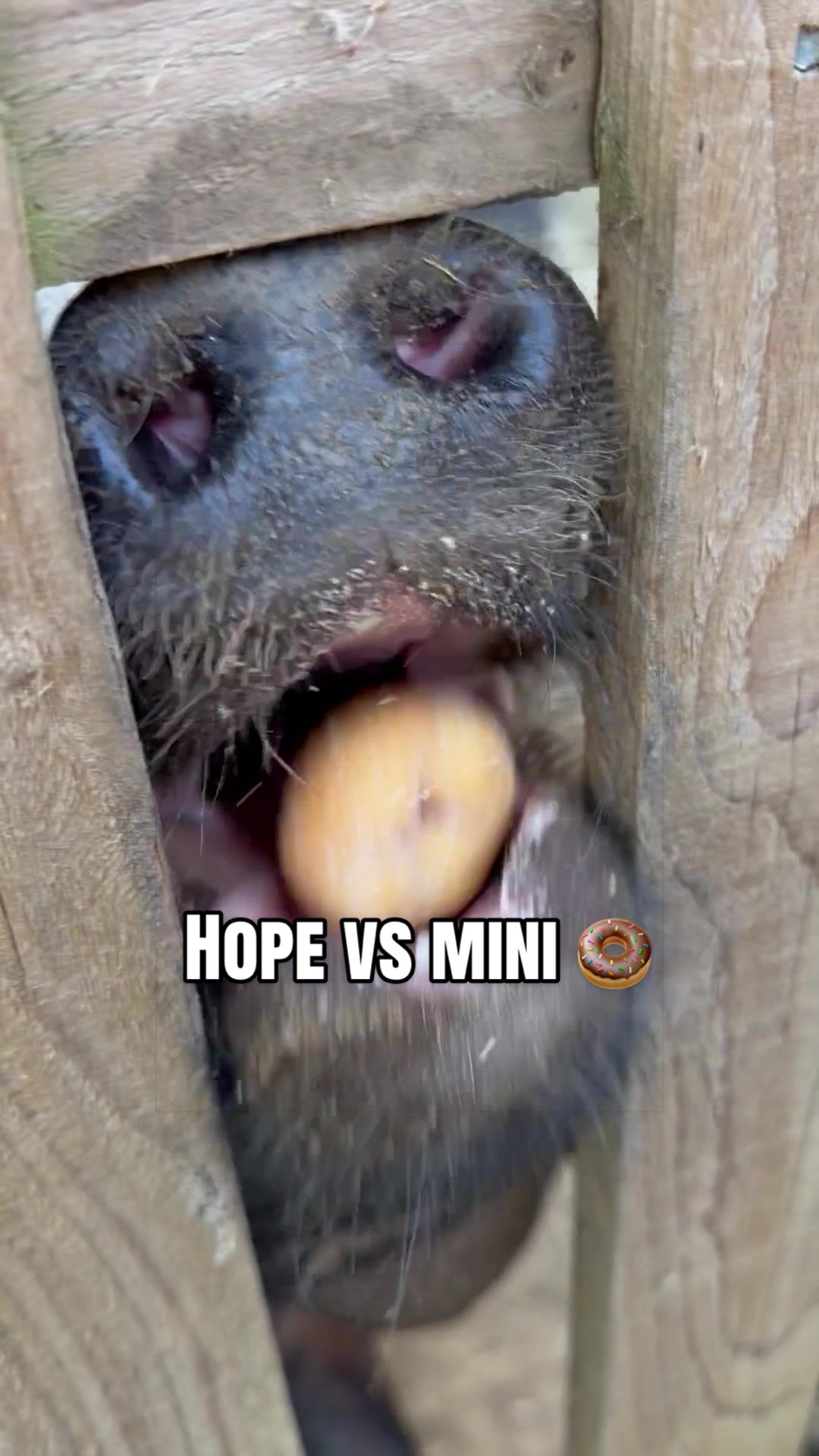 @AhimsaAnimalSanctuaryUK