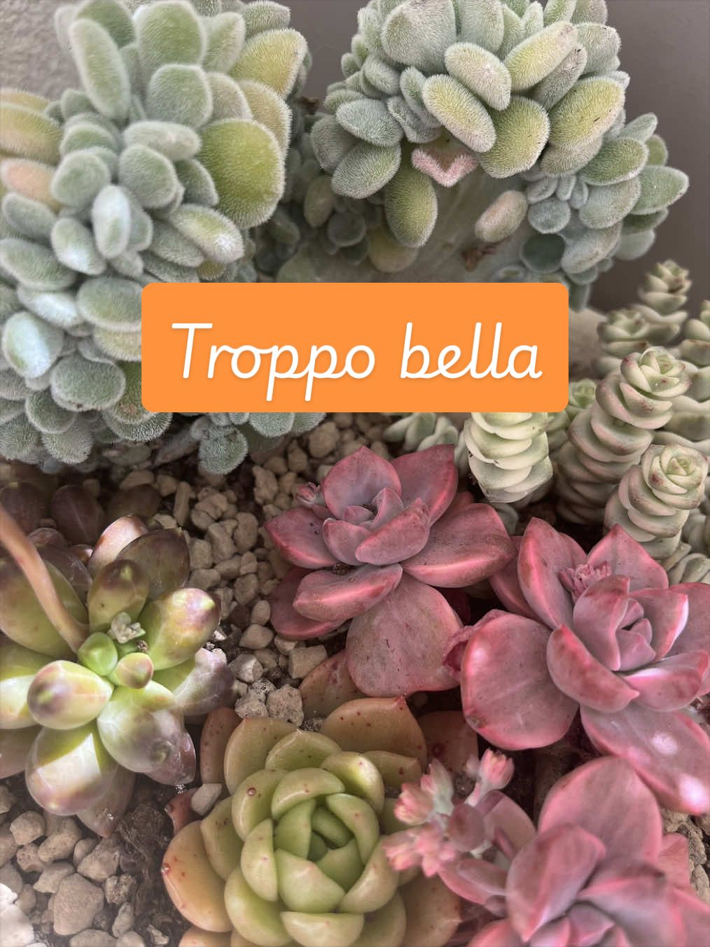 @piccole.spine.felici