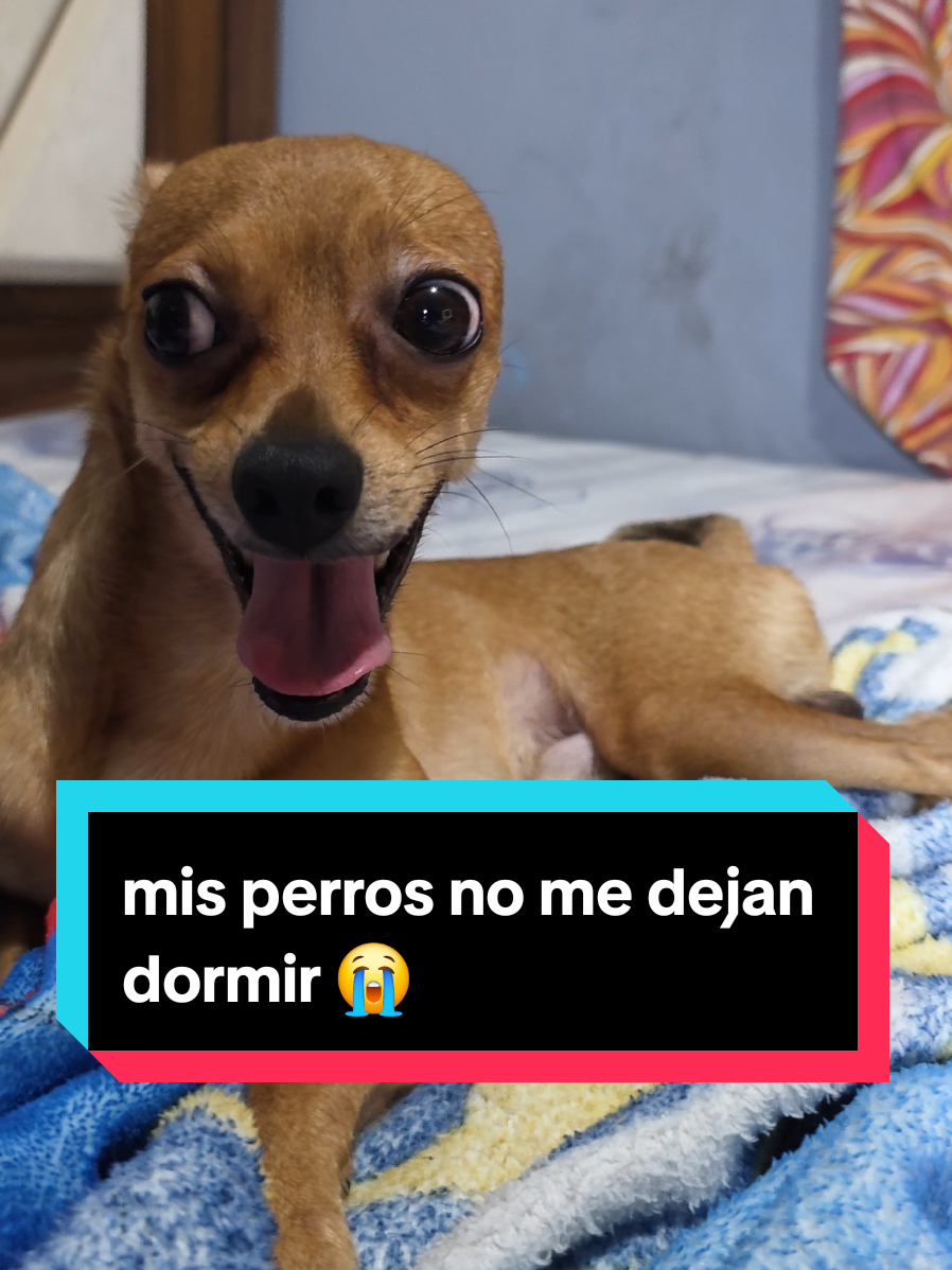 @coco el enoj&oacute;n 🐶 ❤️