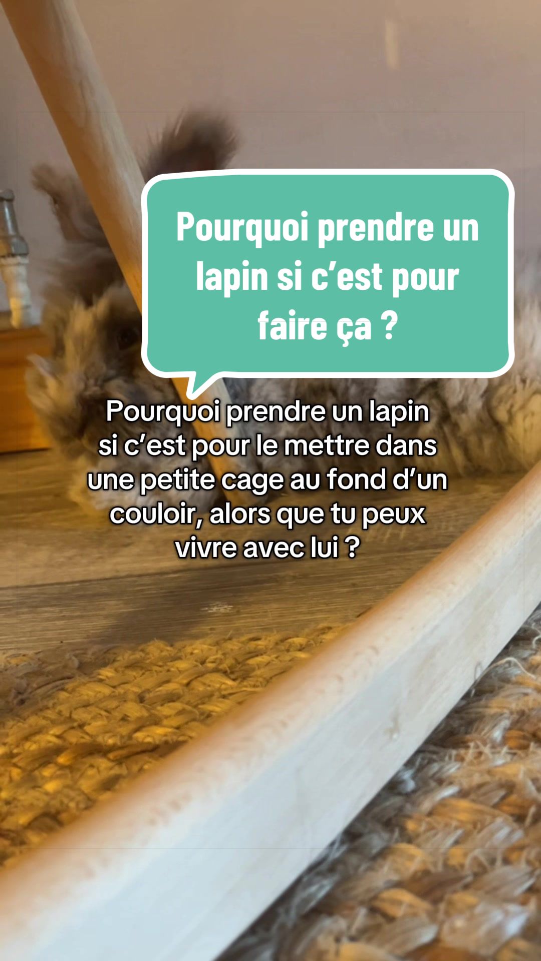 @Mes lapinouchs 🐰🐹