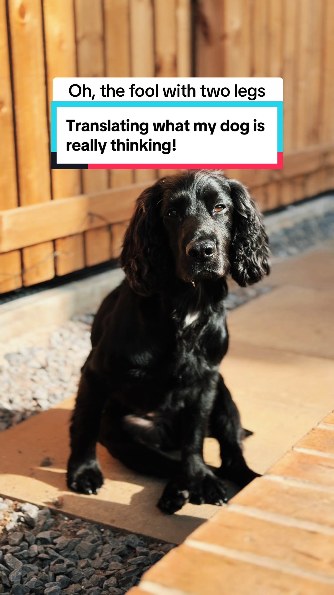 @Spaniel Explorers