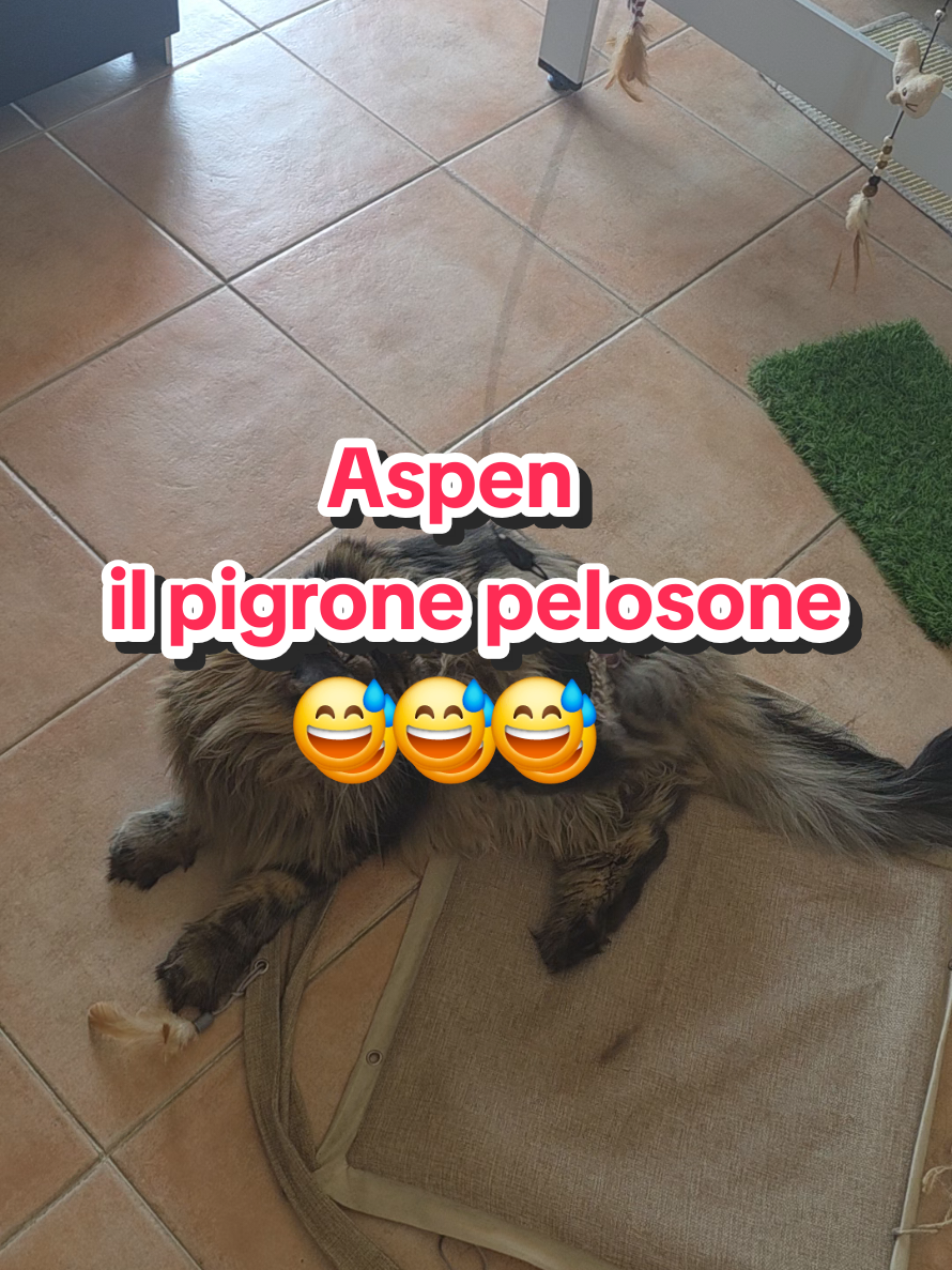 @🐾Aspen🐾