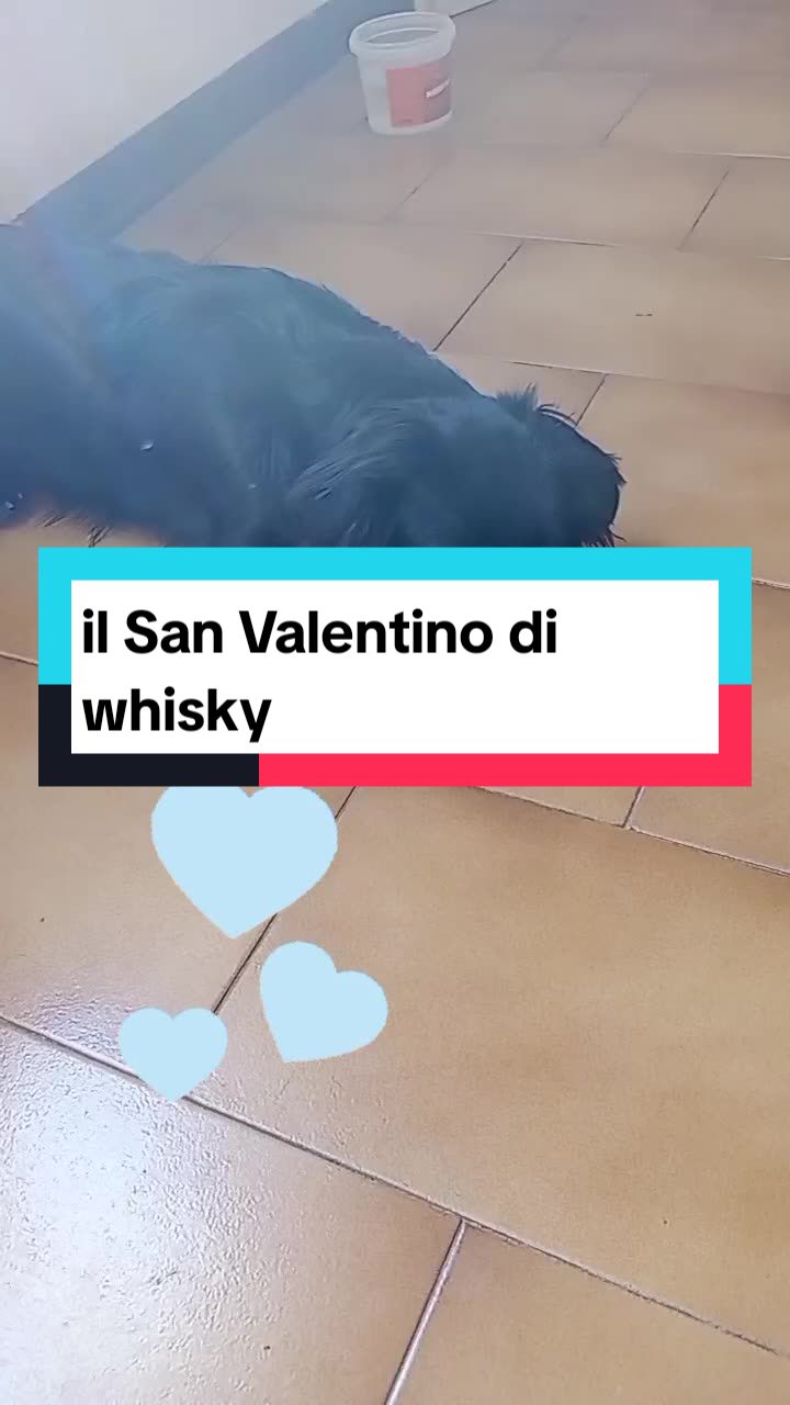 @Whisky&Jenny Golden retriever