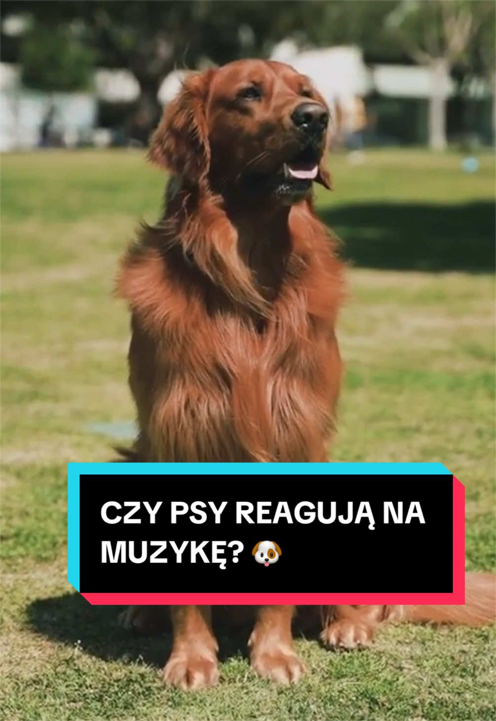 @pandawojtekyt
