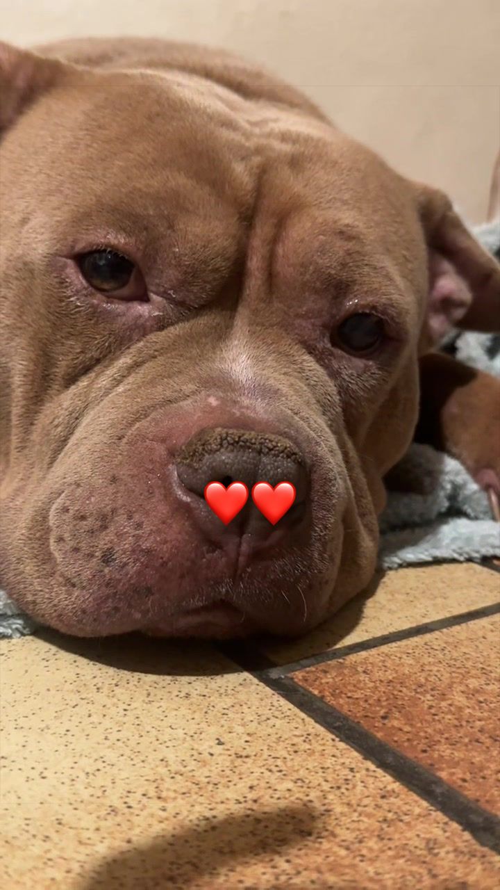 @🧩team bully🐶🧸