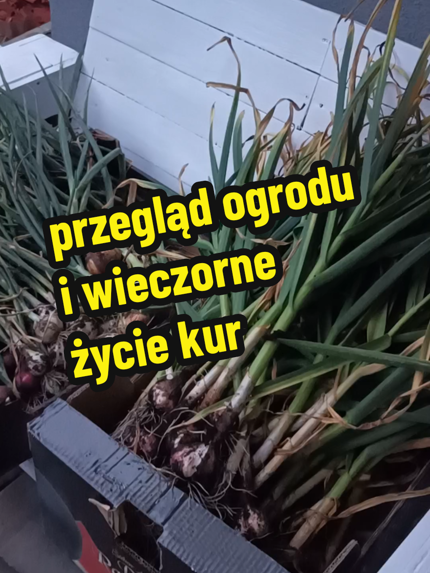 @Marcin ogrodnik