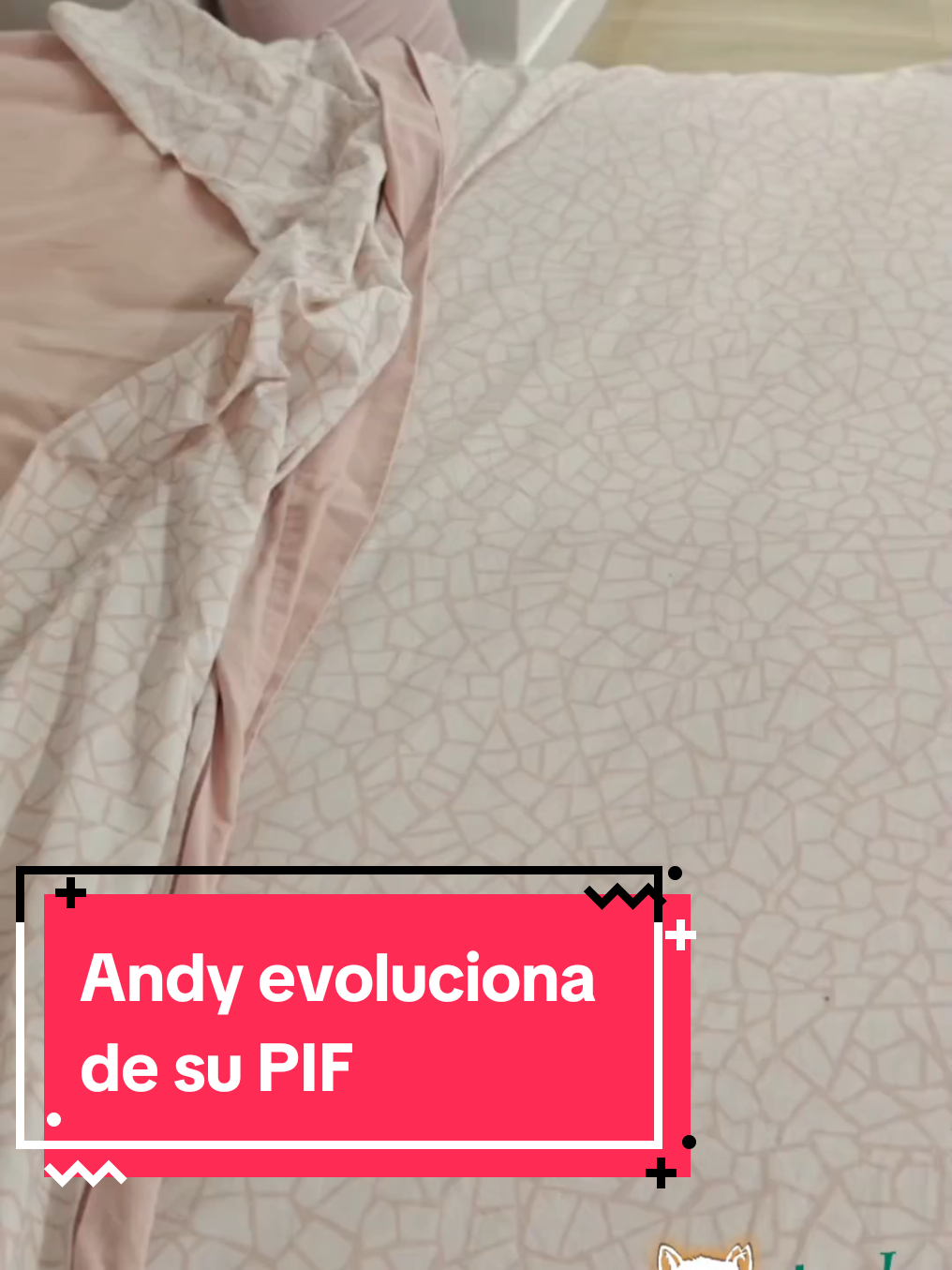 @enGatadas
