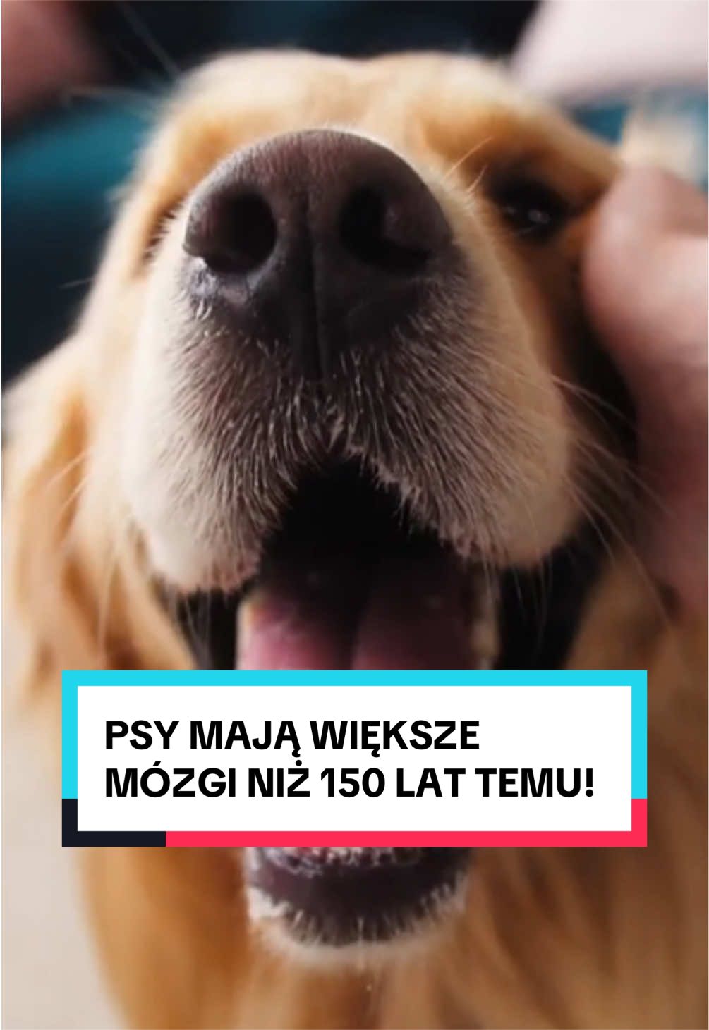 @pandawojtekyt