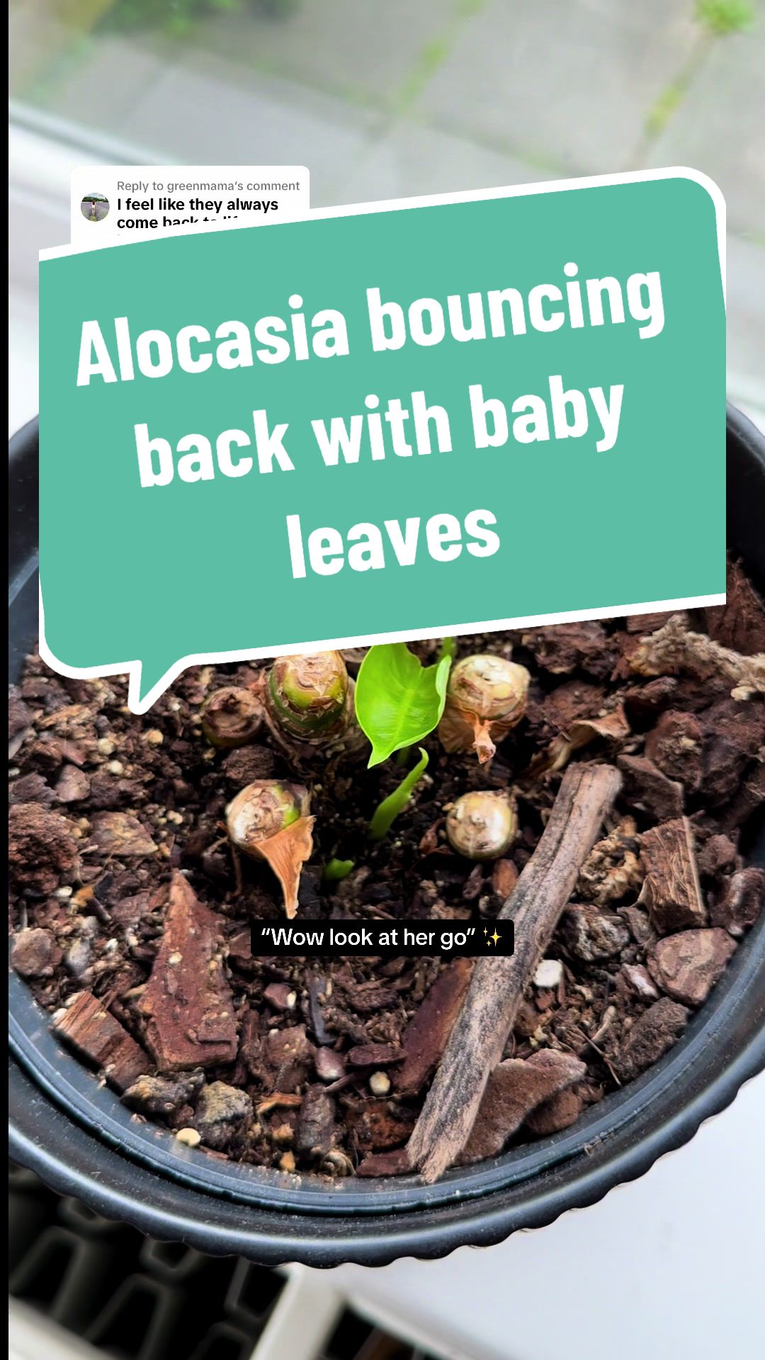 @BMBOplants